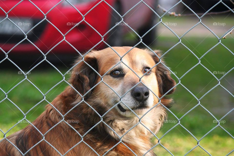 "Please play with me!"
"Please let me run!"
"Please, be my friend!"
"Adopt me...?"