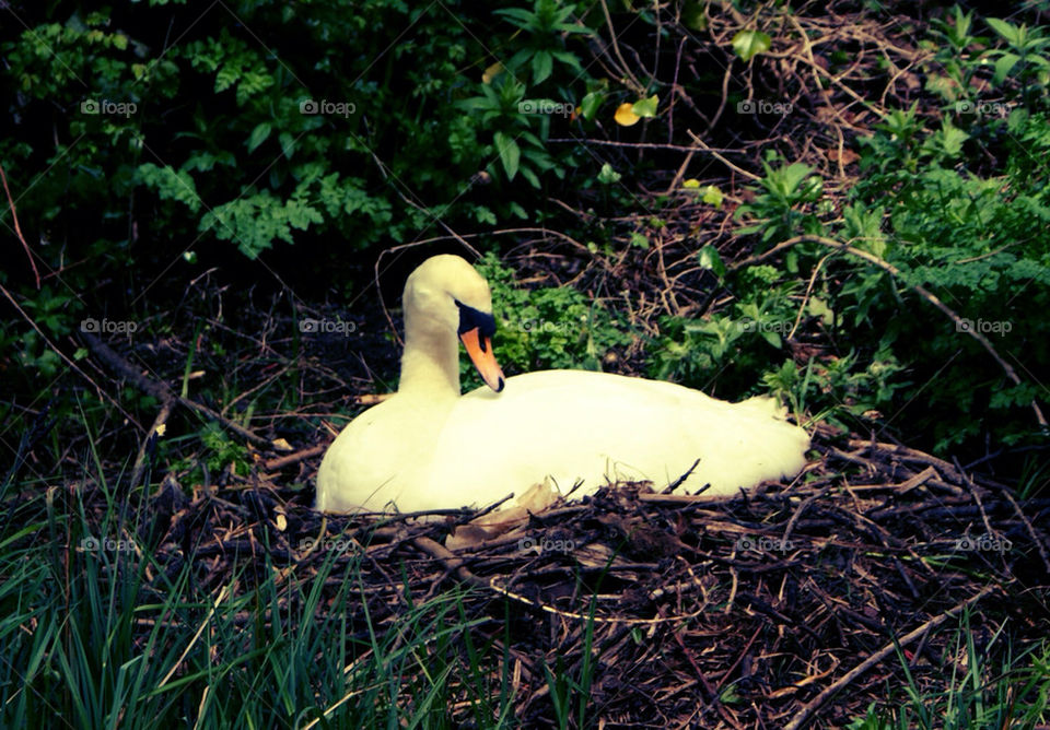 SWAN ON A NEST