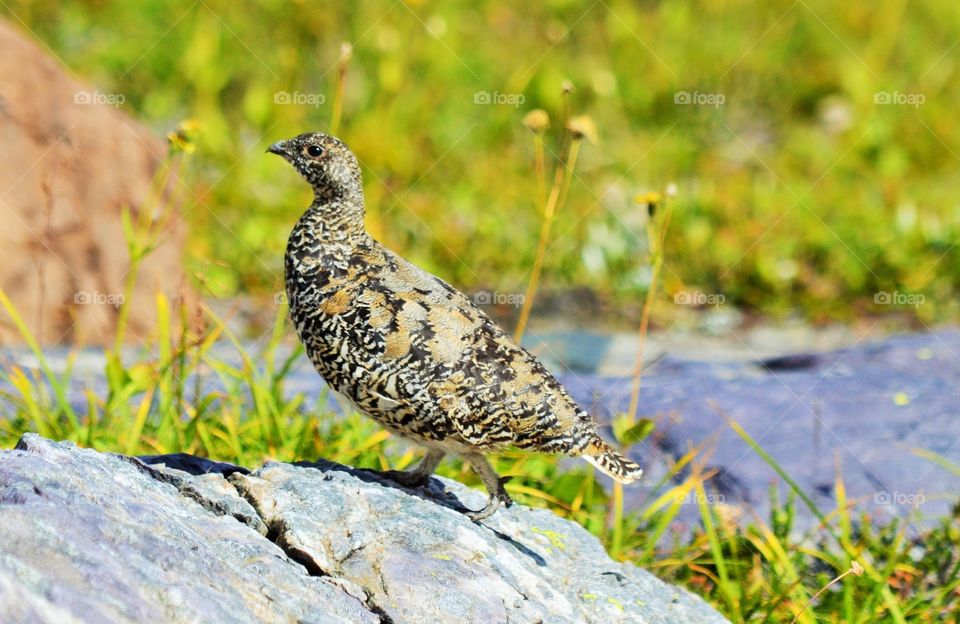 Grouse in Lake O'Hara