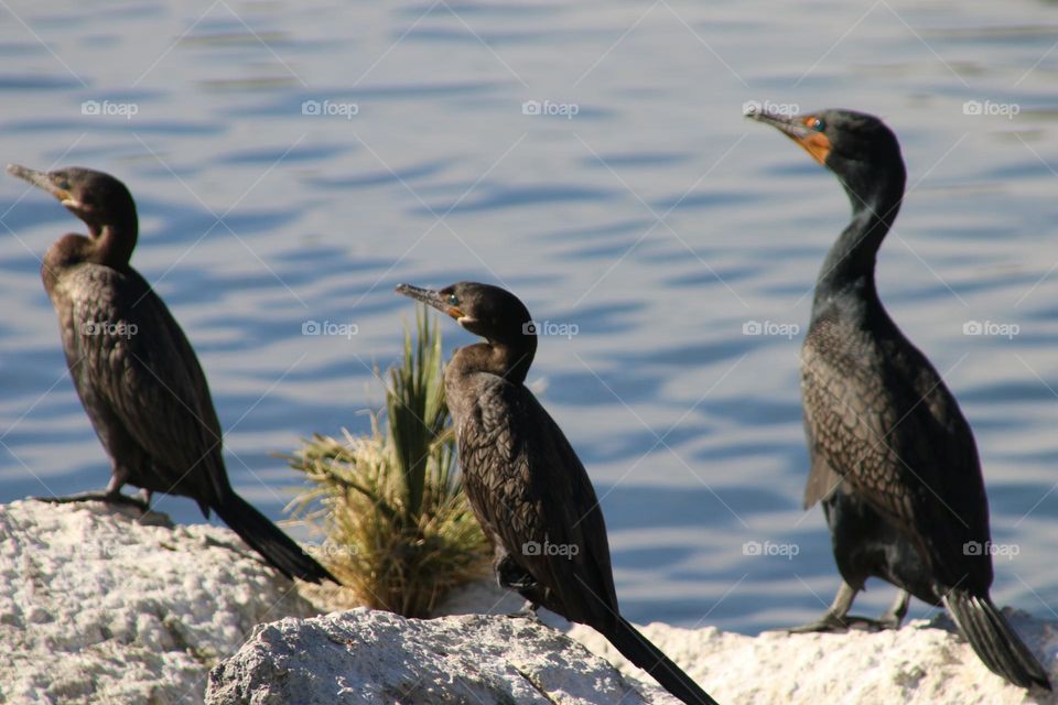 Three Cormorants on a Rock