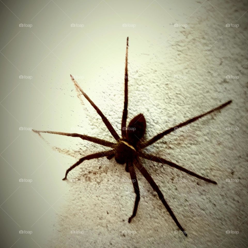 Spider