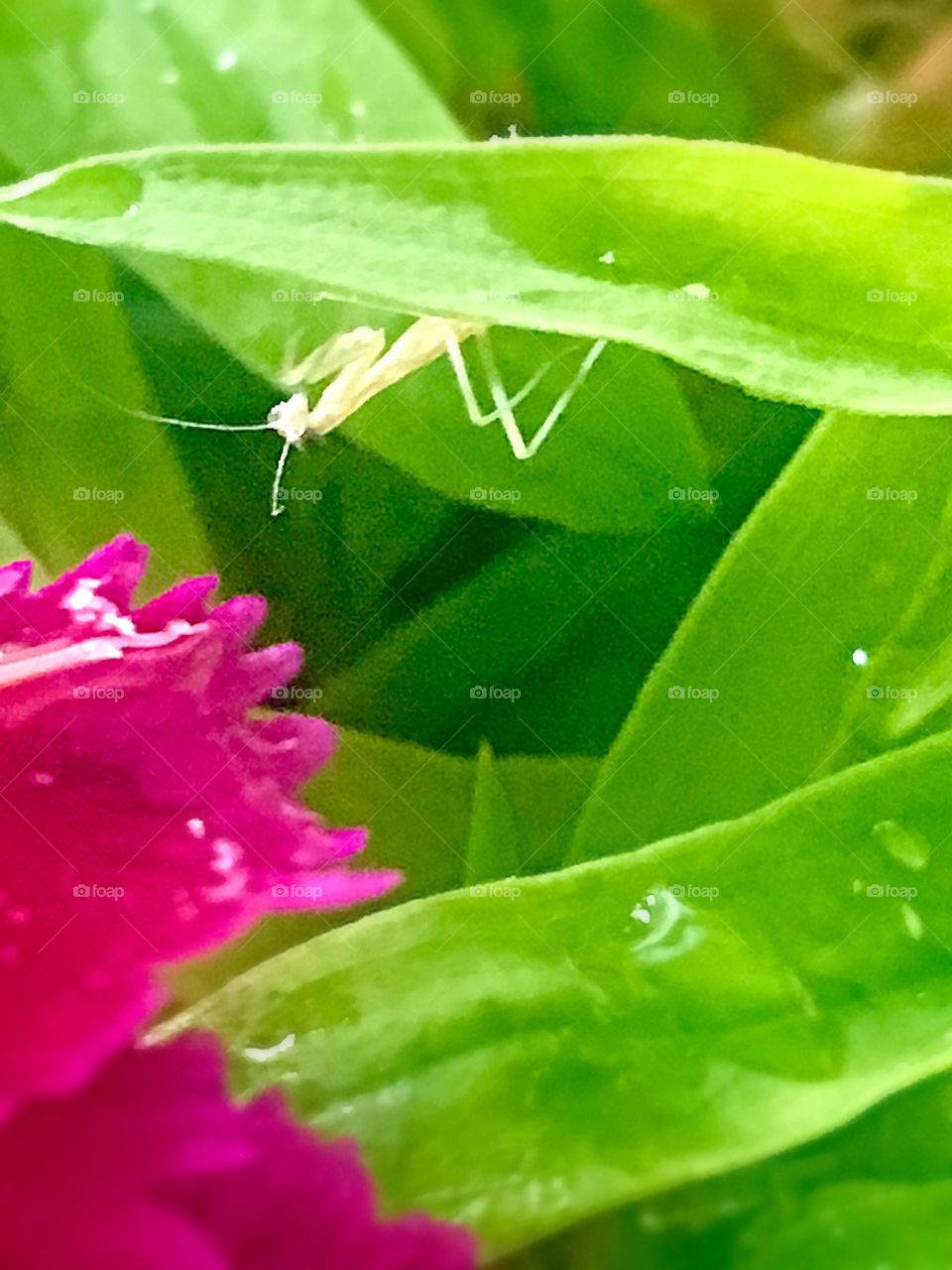 Baby mantis 