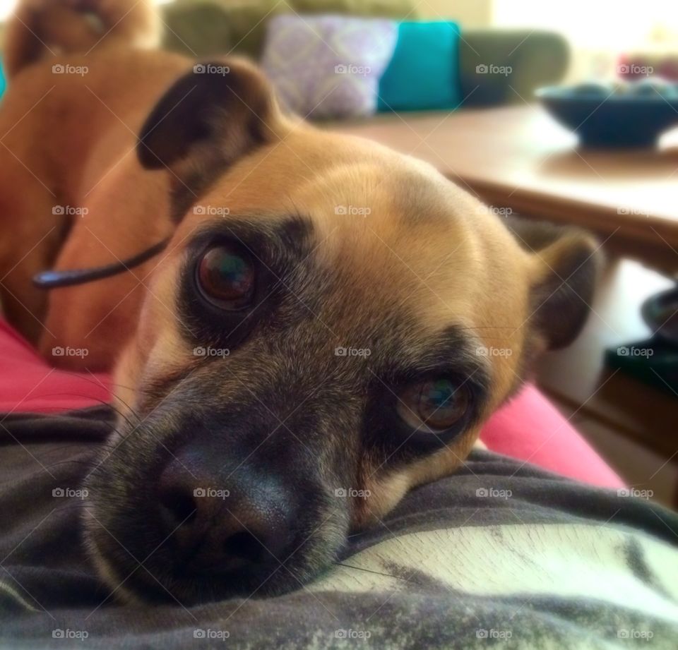 Puppy nap 