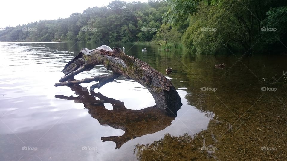 Water, River, Landscape, Lake, Tree