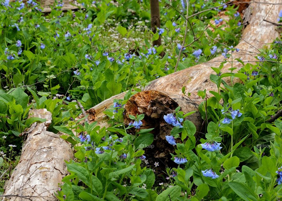 Wildflowers