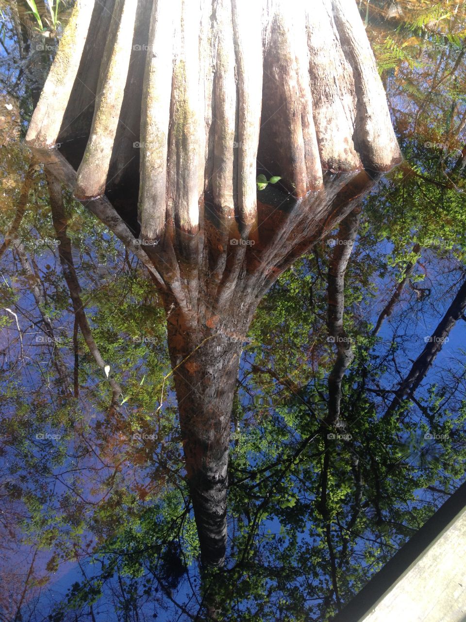 Tree trunk in reverse