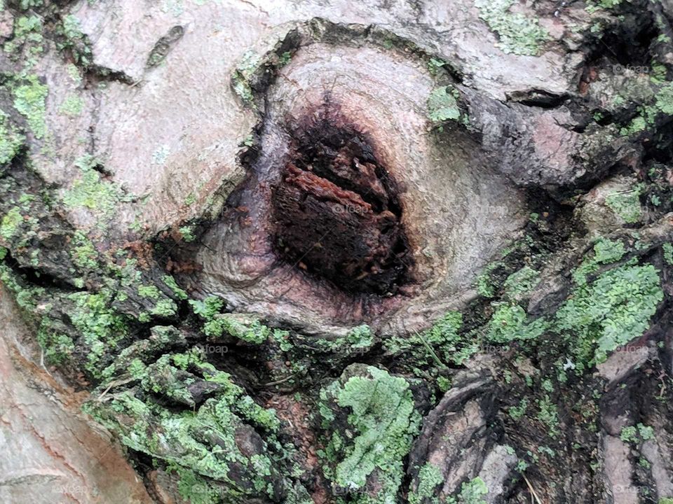Tree Knot