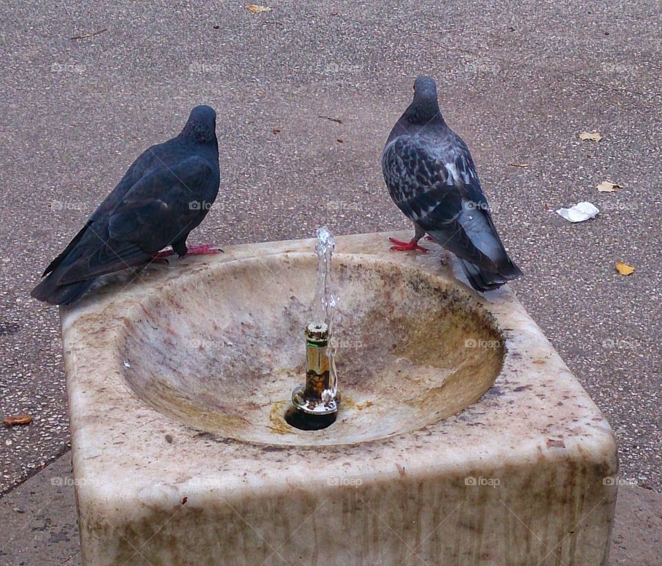pigeons