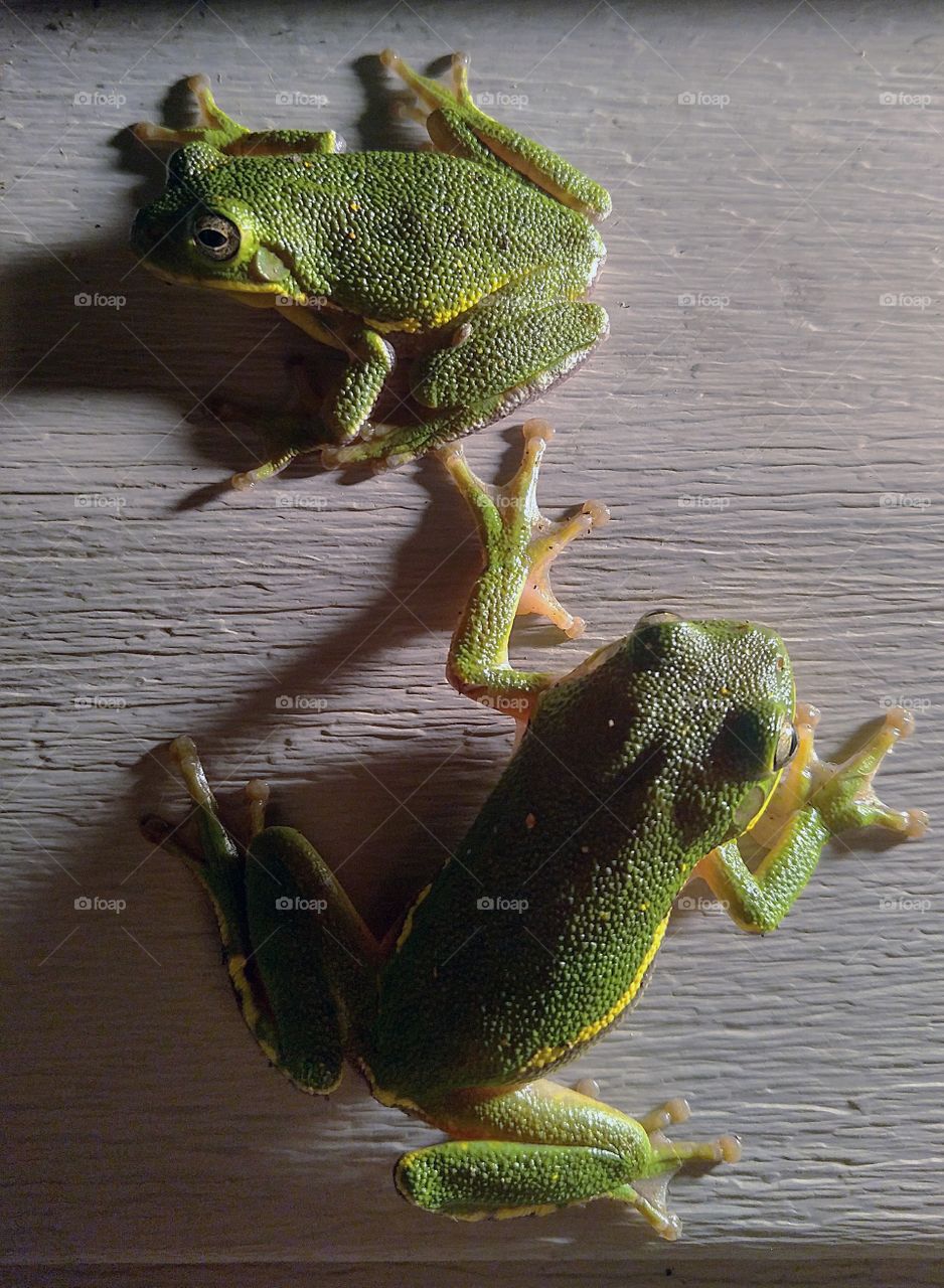 house frogs