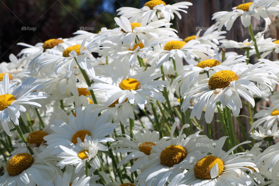 Daisies 