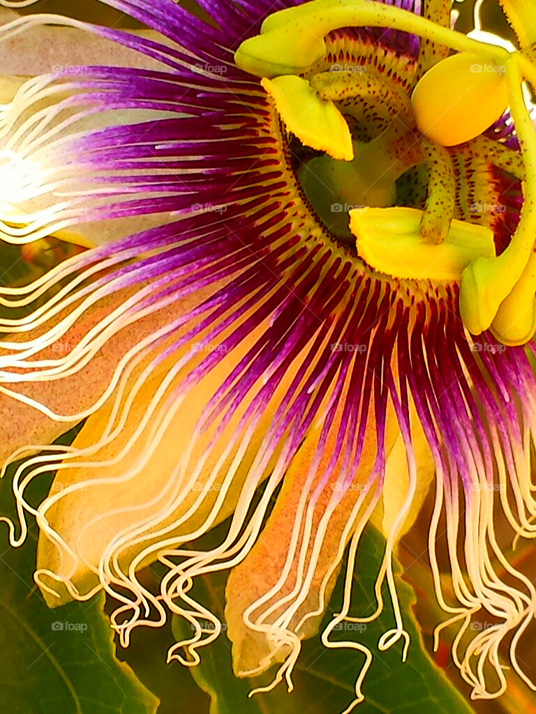 "Yellow & Pink Passion Flower"