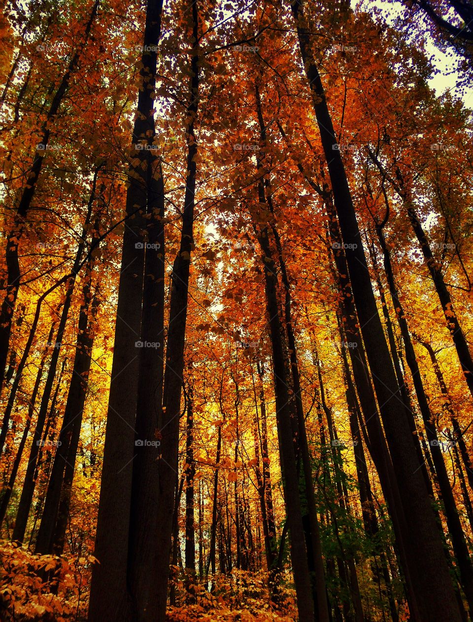 Low angle view of autumn trees