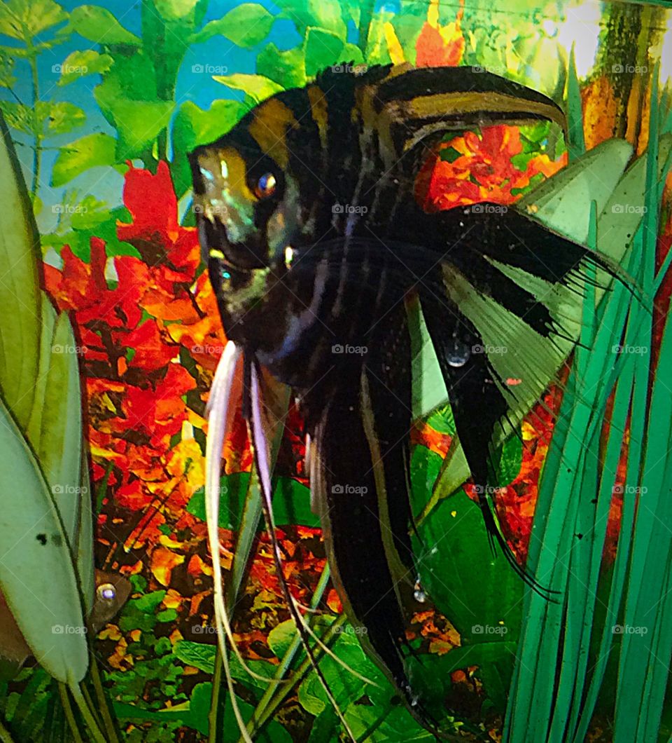 Angelfish Aquarium . A gorgeous gentle Black Angelfish gliding through aquarium with bright colored background!