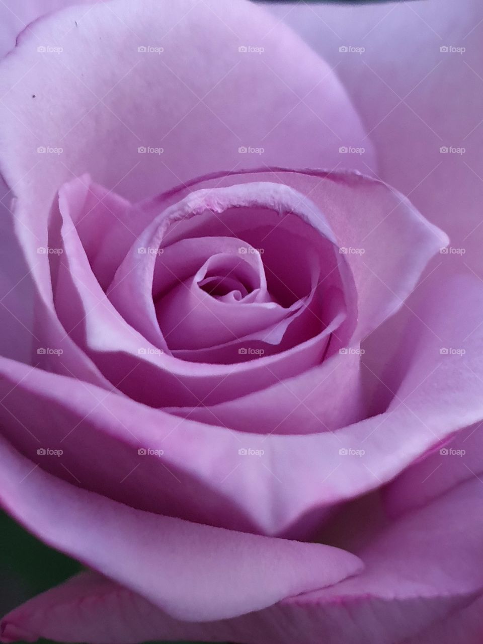 violet rose closeup