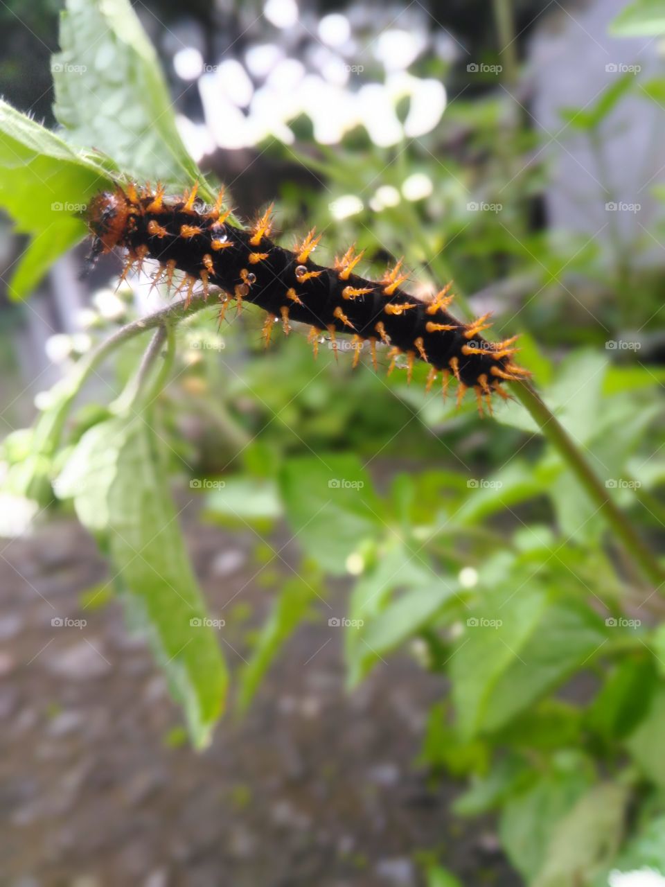 caterpillar afternoon