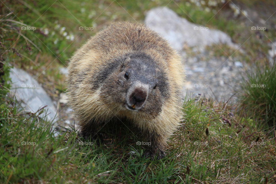 Curious cute Marmot animal looking close into the camera ,in the Alps of Austria - Murmeltiere , nyfiket gulligt  murmeldjur som tittar in i kameran på nära håll, i Alperna Österrike