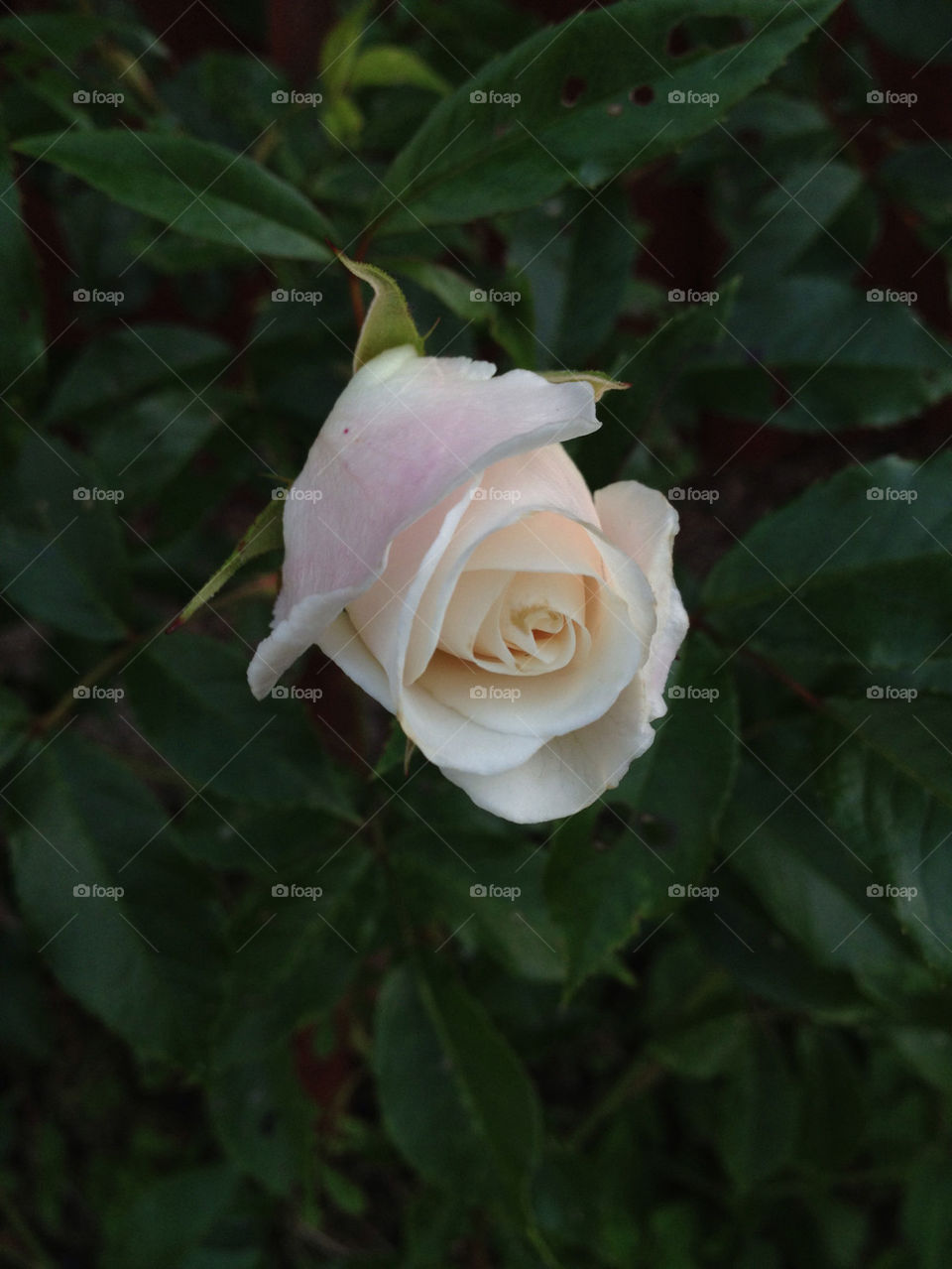 garden pink rose mackro by backmansdigital