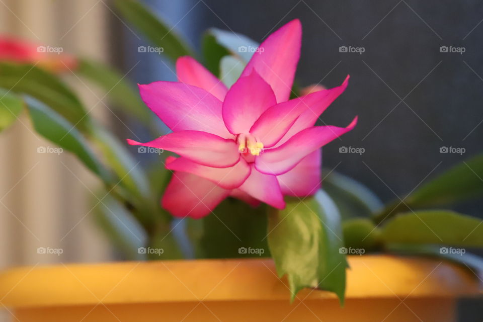 Cactus blooming in pink popping out of yellow pot 