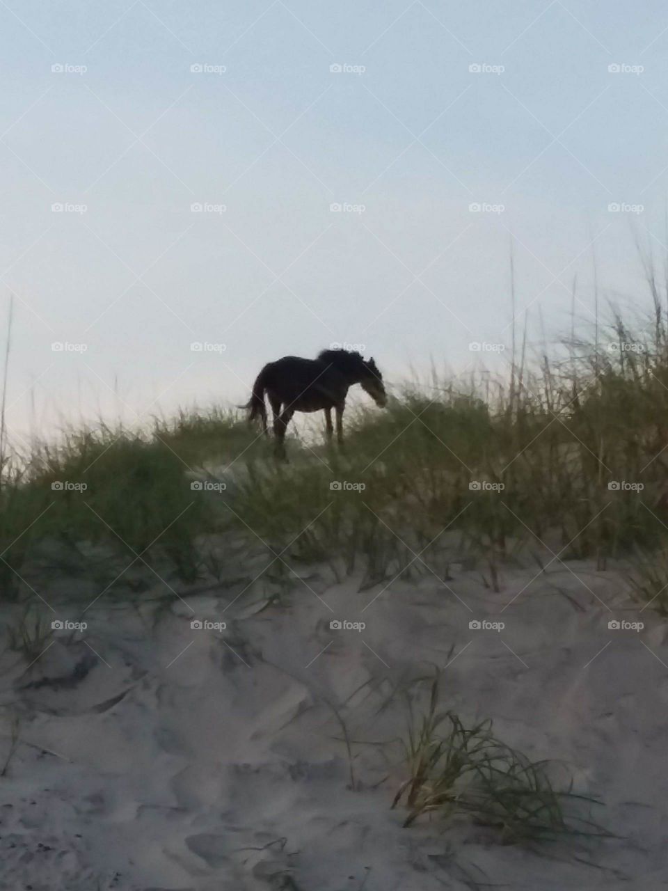 wild horses, beach, Corolla