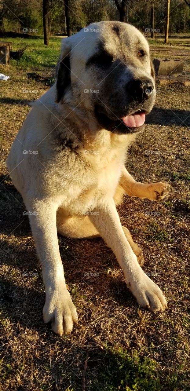 farm dog at sunset