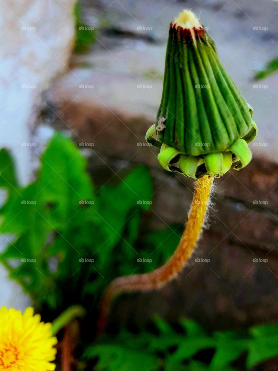 flower bud