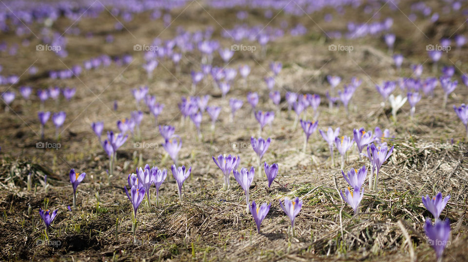 crocus