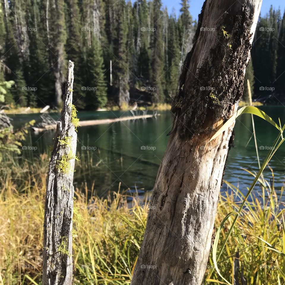 Details on old trees on the banks of the Deschutes River in Central Oregon on a sunny fall day. 