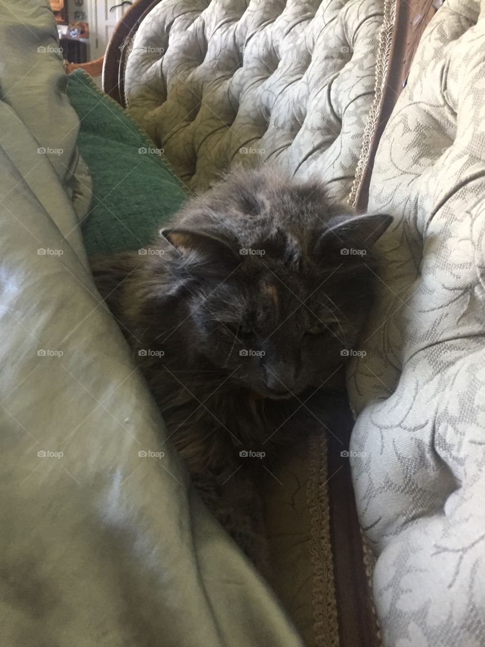 Mammal, No Person, Animal, Sleep, Cat