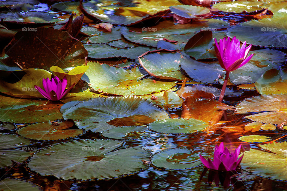 Lily Pond