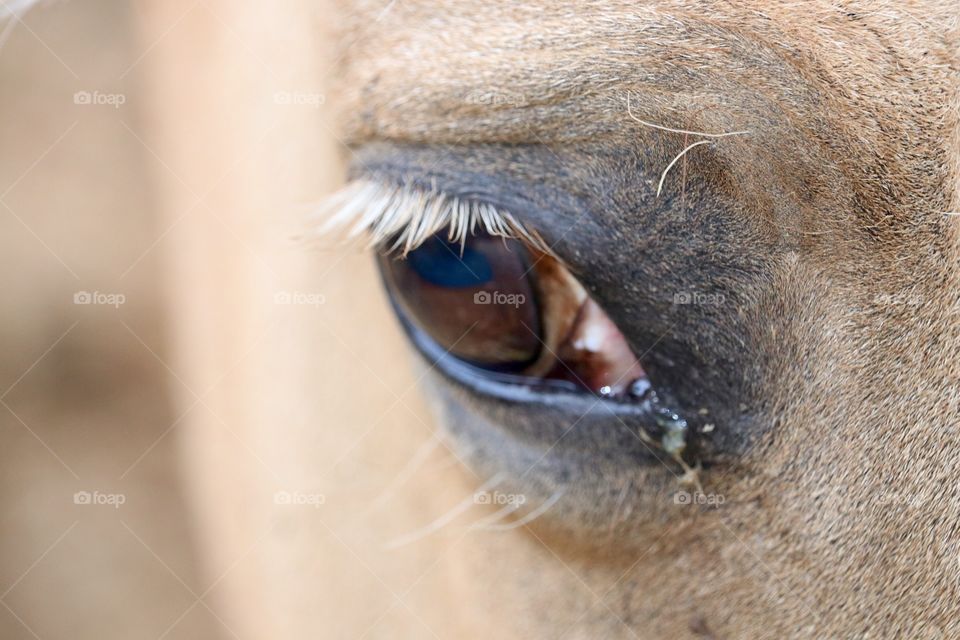 Blonde eyelashes on horse's eye close up