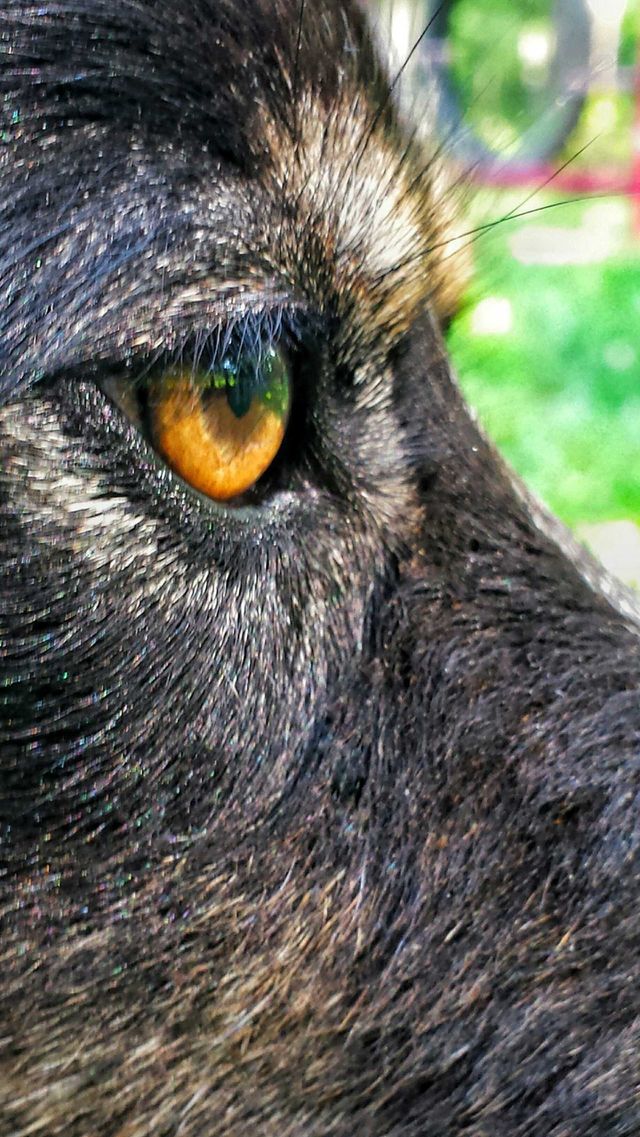golden dog eye
