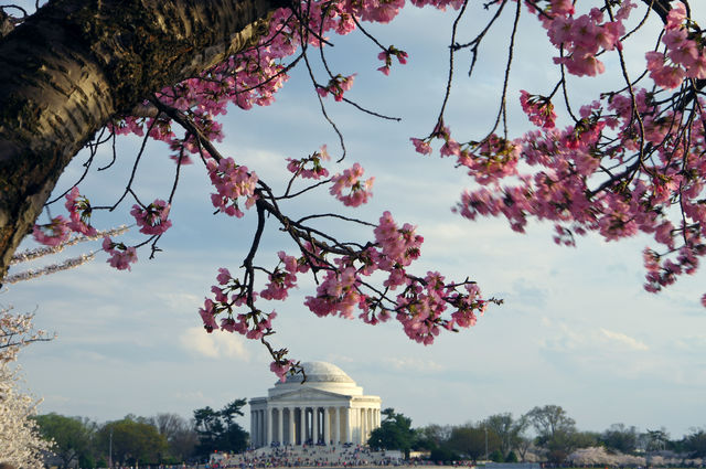 Jefferson Memorial during spring
