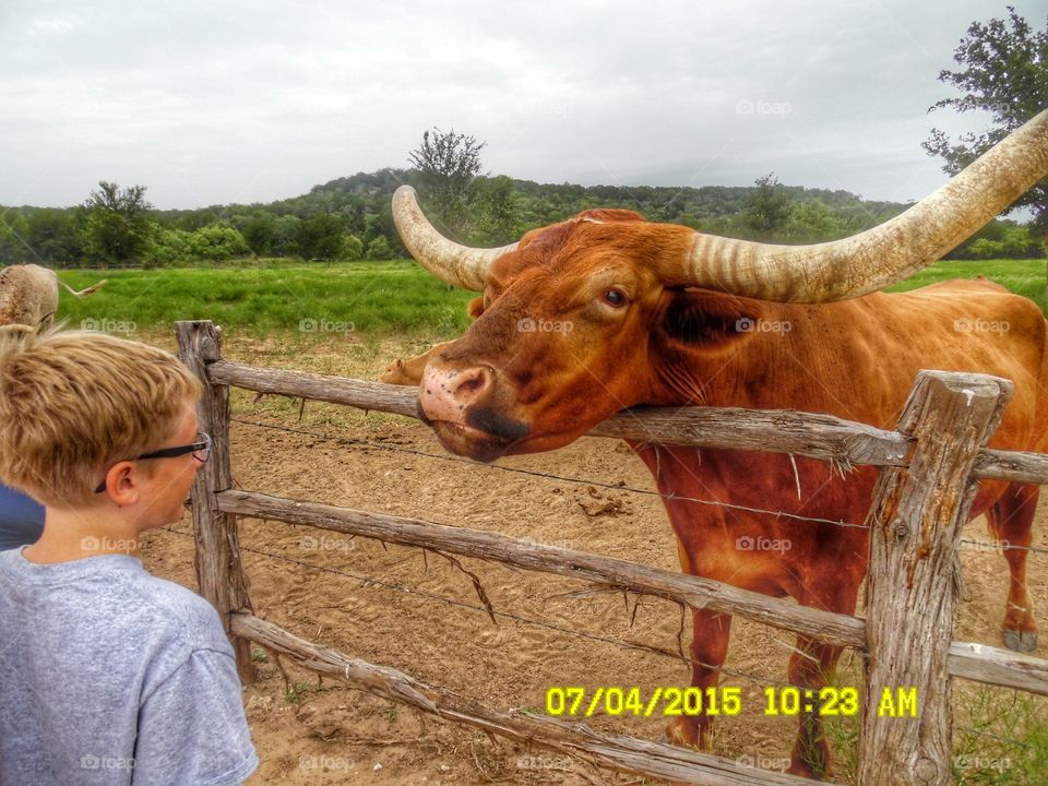 come here for a little kiss π. This is another picture of a Texas longhorn that resides at the wildcatter ranch resort located east of Graham Texas
