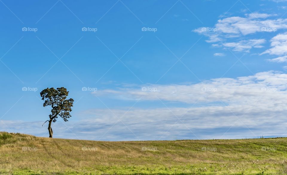 Lone tree in a meadow