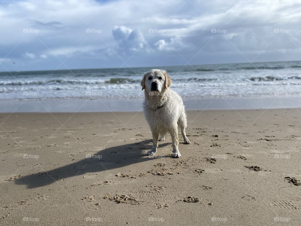 Golden retriever dog at the beach 