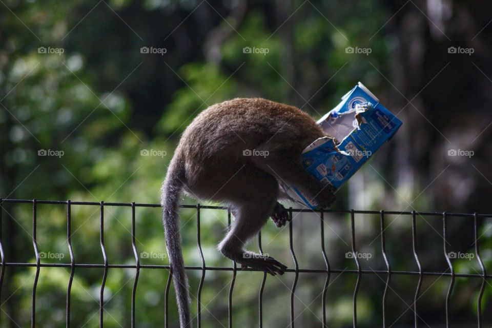 Monkey sitting on a fence with his head inside a tetra pack showing human impact on urban wildlife.