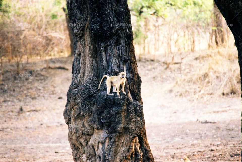 Baboon in a Tree, Zambia, Africa