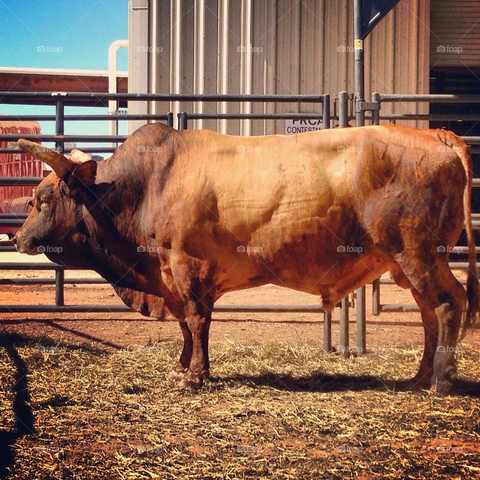 Bevo