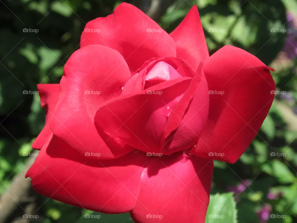 Red Rose