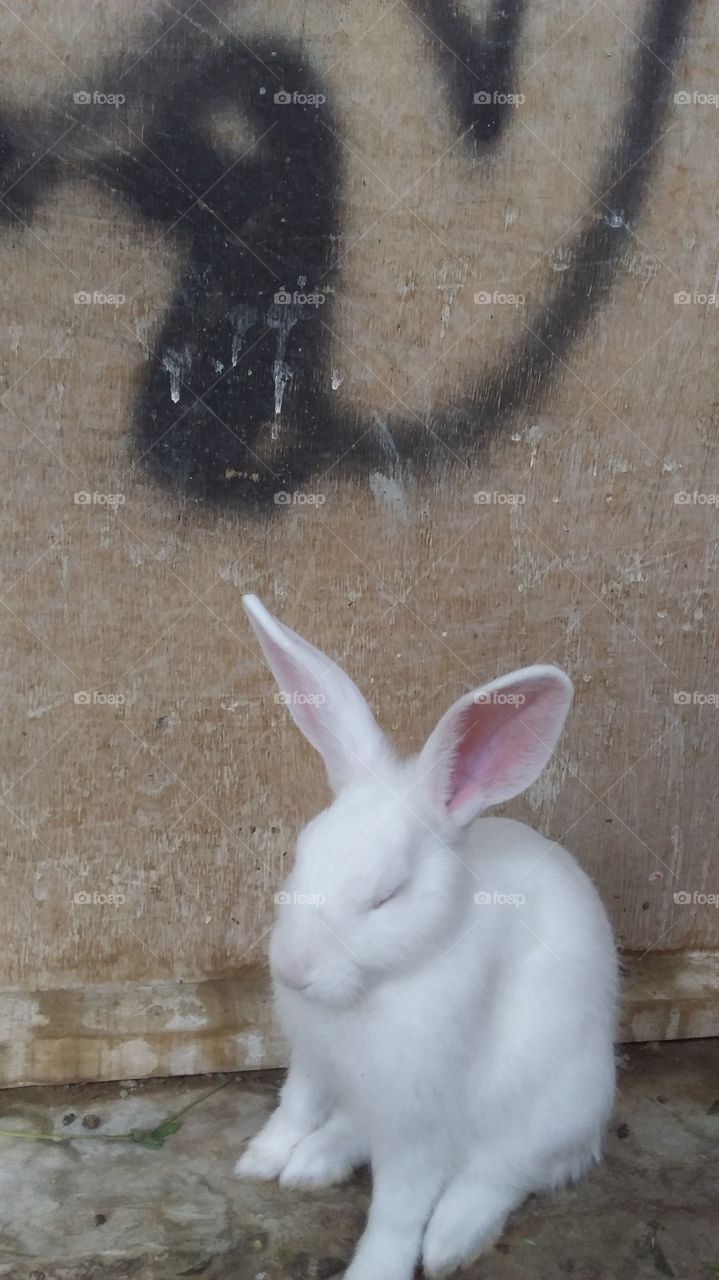 rabit