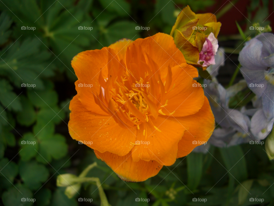 flower macro orange massachusetts by jpt4u
