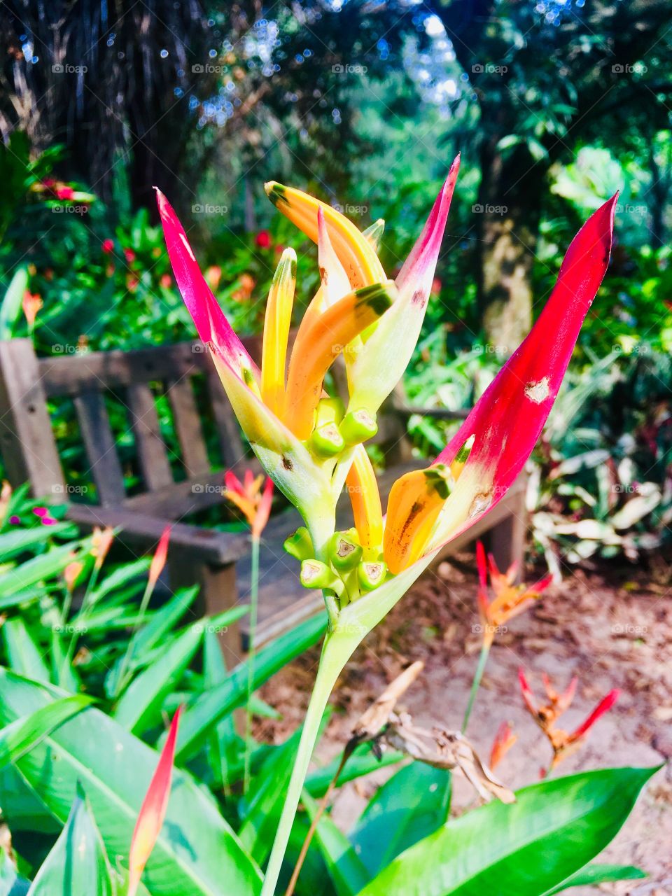 Flores brasileiras! As plantas aqui do Brasil são alegres, vivas e transmitem a harmonia do nosso povo! / Brazilian flowers! The plants here in Brazil are happy, alive and transmit the harmony of our people!