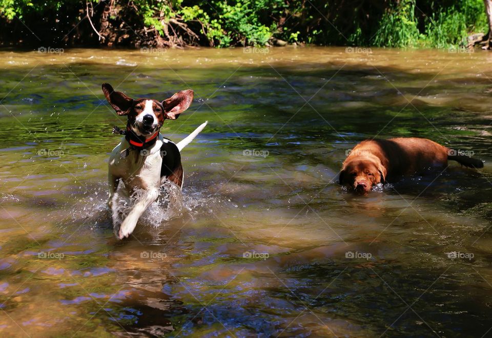 A Happy Coonhound