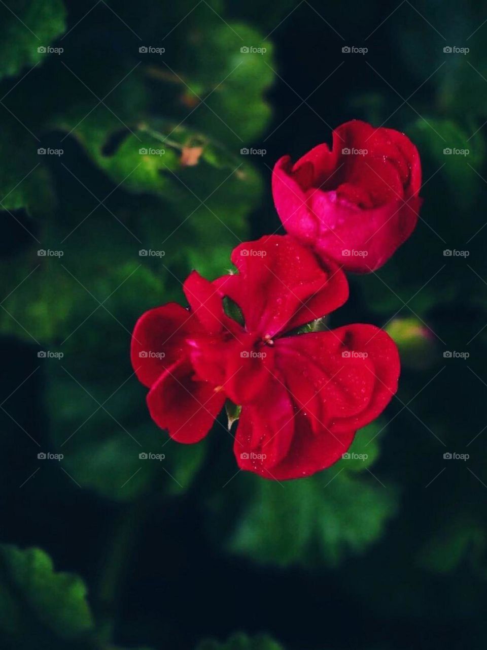 A beautiful harmony perfectly portrayed in nature is a red flower with green leaves.. Two beautiful complementary colors..