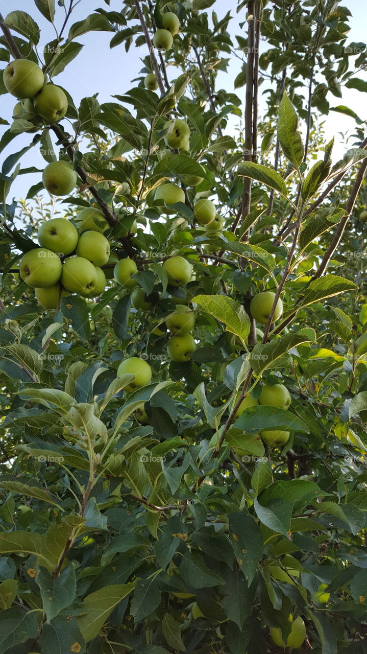 green apples tree