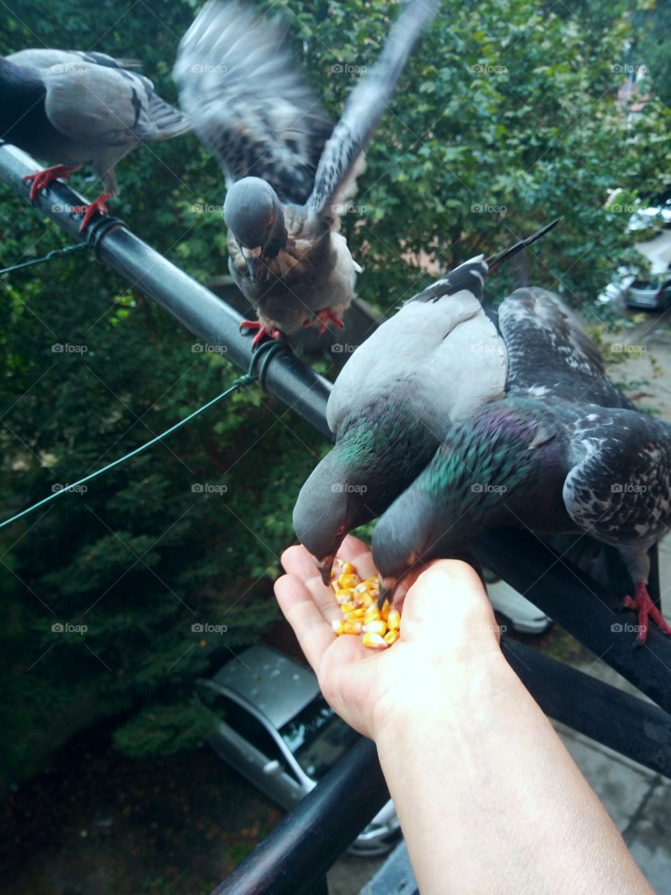 The hungry pigeons always know where are the good people to feed them