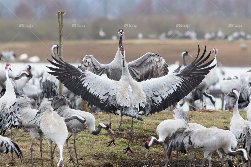 Closeup of a couple of crane birds dancing at spring 