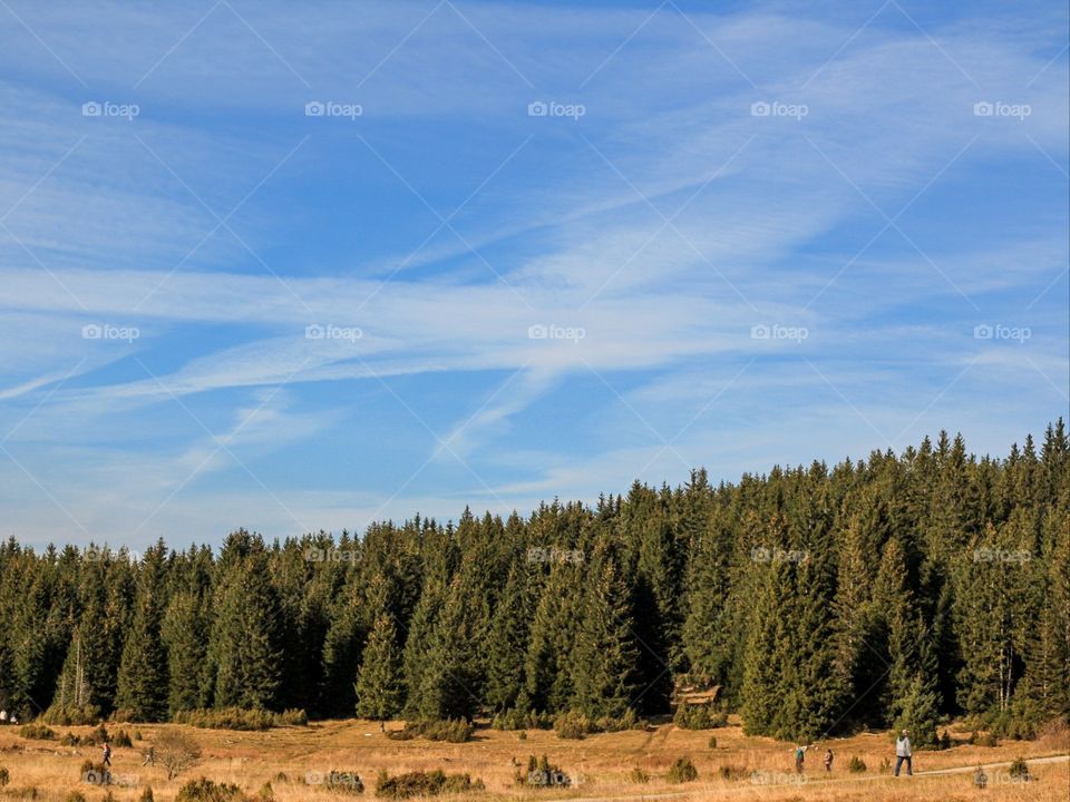 Beautiful blue sky above the pine forest