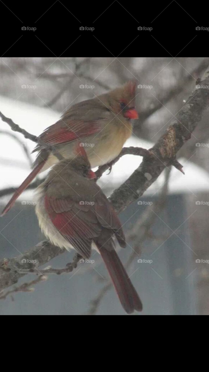 Female cardinals