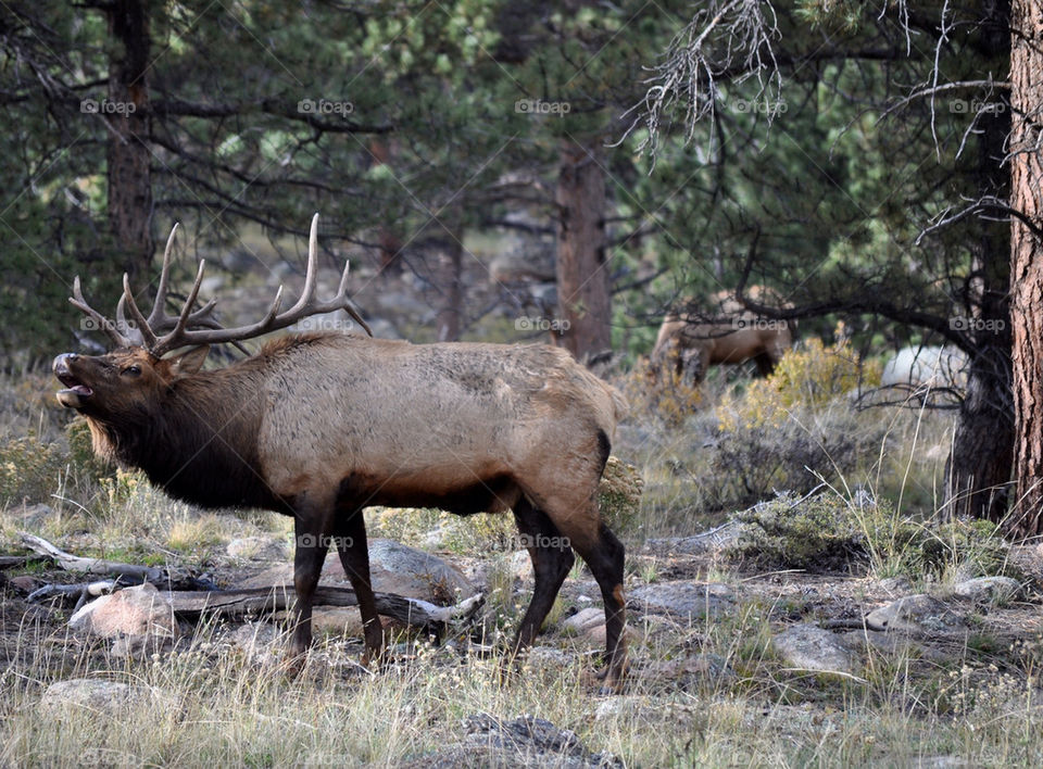 Elk